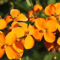 Erysimum Flower Seeds for planting in home garden