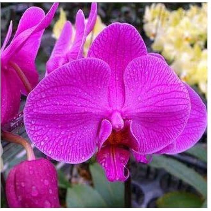 Heirloom Non-GMO Thick Pink Orchid Flower Seeds for Garden Planting for planting in home garden