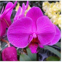 Heirloom Non-GMO Thick Pink Orchid Flower Seeds for Garden Planting for planting in home garden