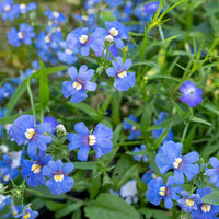 Blue Nemesia Flower Seeds for planting in home garden