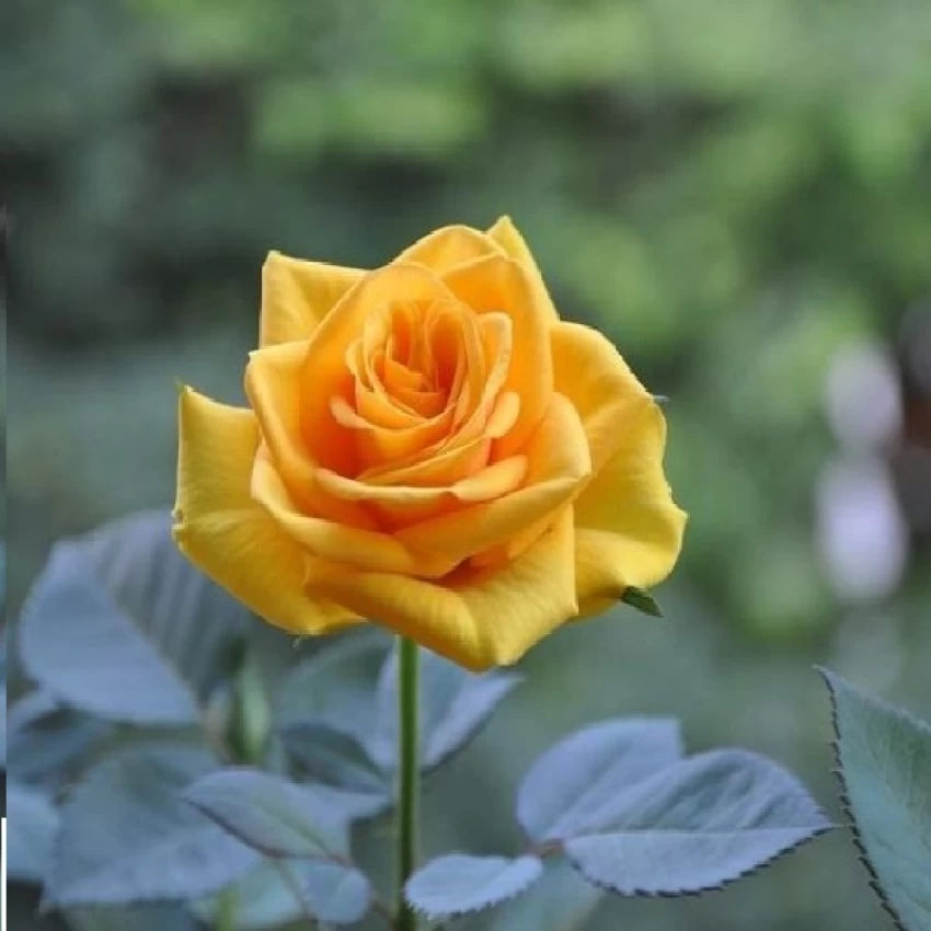 Thick Yellow Rose Flower Seeds for Planting Non-GMO Heirloom Garden Seeds for Growing for planting in home garden