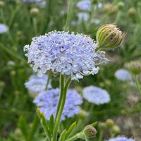 Blue (Blue scientific name) for planting in garden