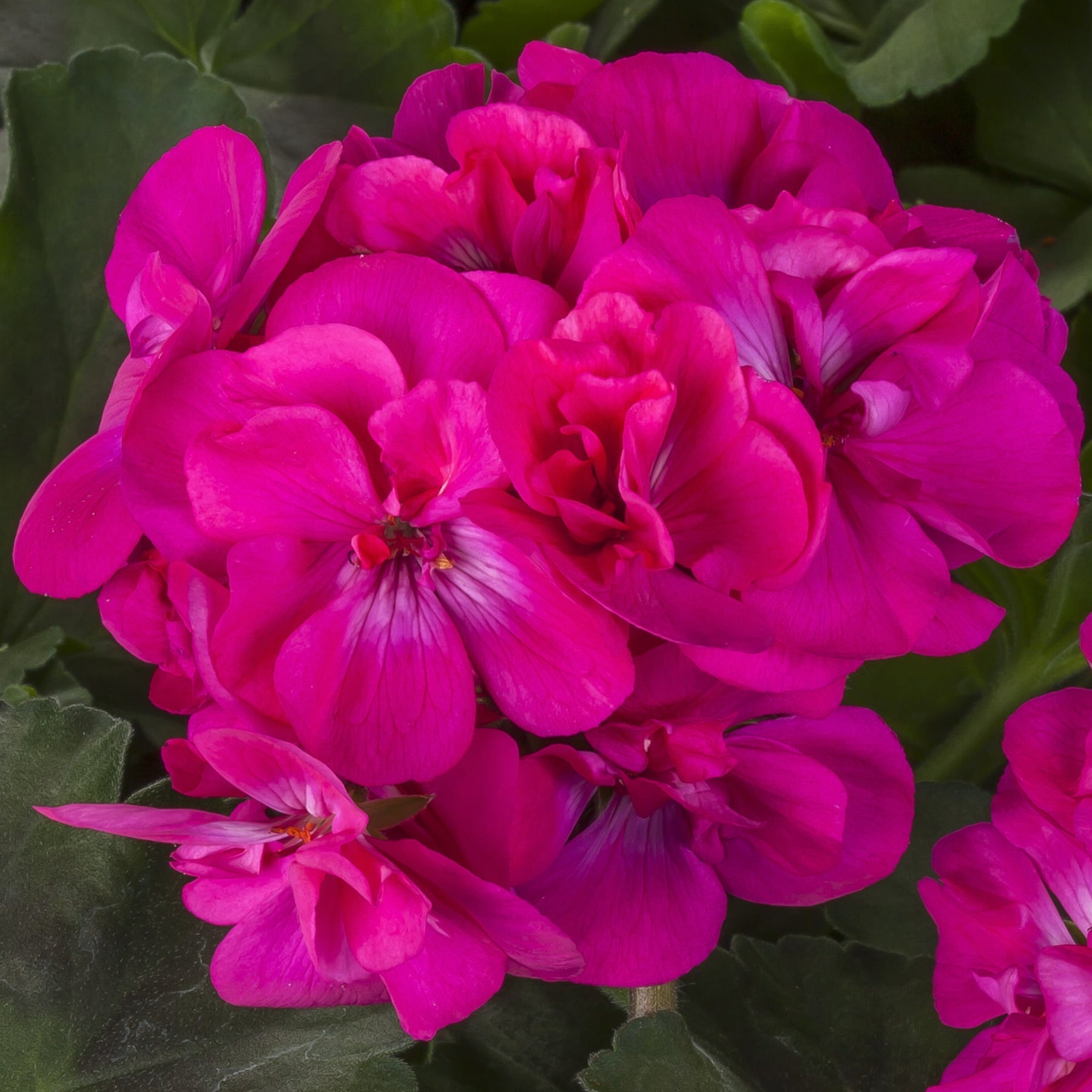 Deep Pink Geraniums Heirloom Non-GMO Seeds for Planting for planting in home garden