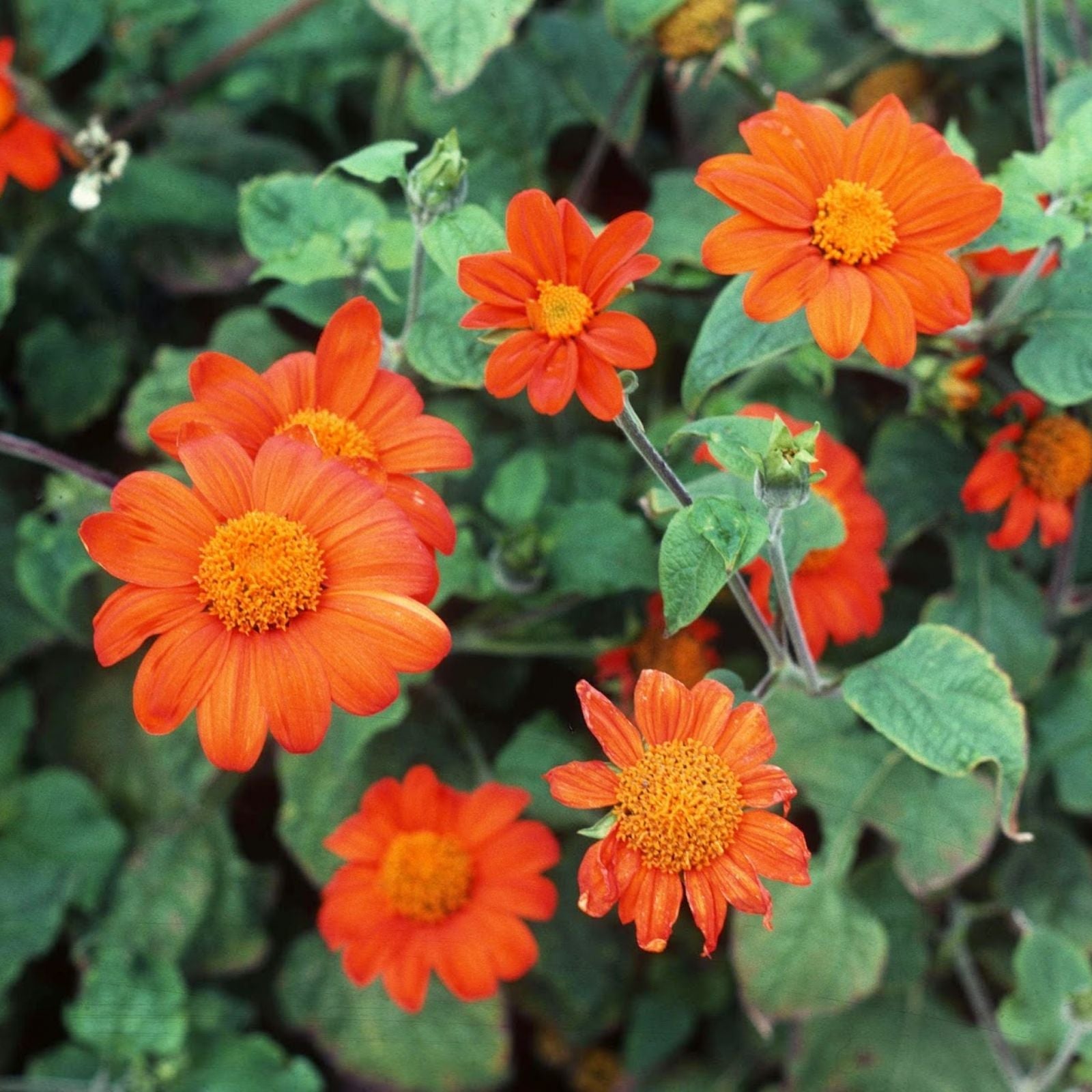 Heirloom Non-GMO Tithonia Flower Seeds for Vibrant Orange Butterfly Garden Planting for planting in home garden