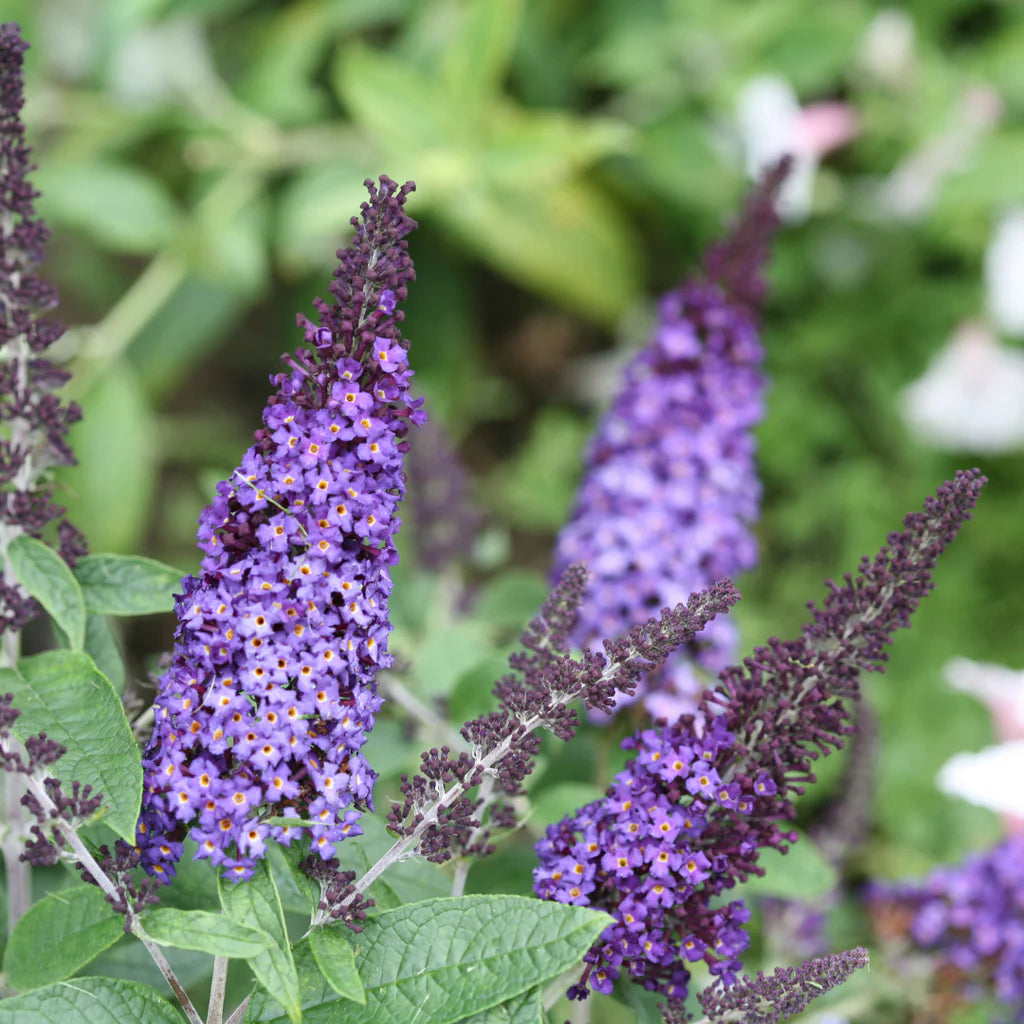 Blue Butterfly Bush Buddleia Davidii Seeds for Planting for planting in home garden