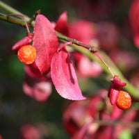 Red (Red scientific name) for planting in garden