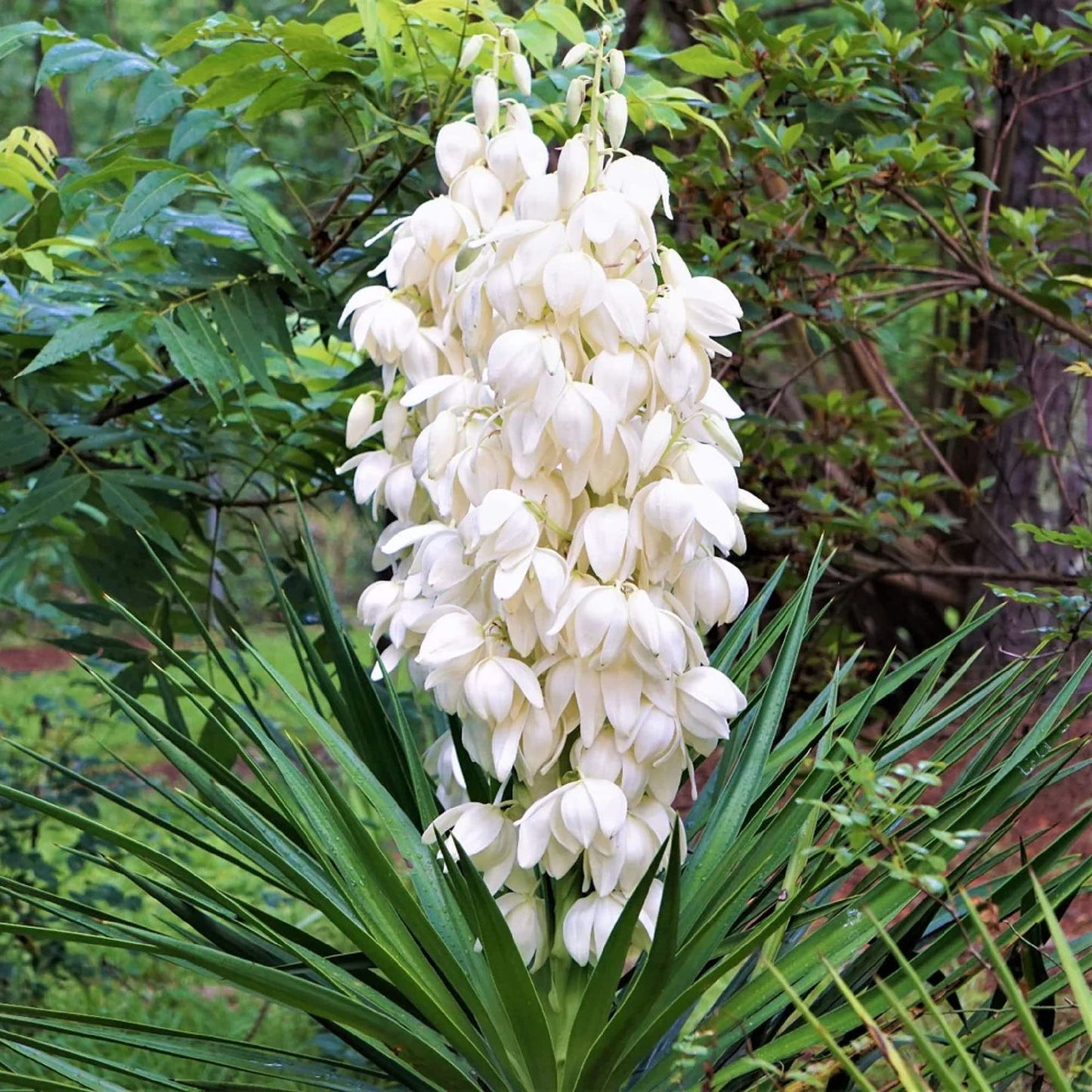 Heirloom Non-GMO White Yucca Filamentosa Plant Seeds for Drought-Tolerant Landscape Garden Planting for planting in home garden