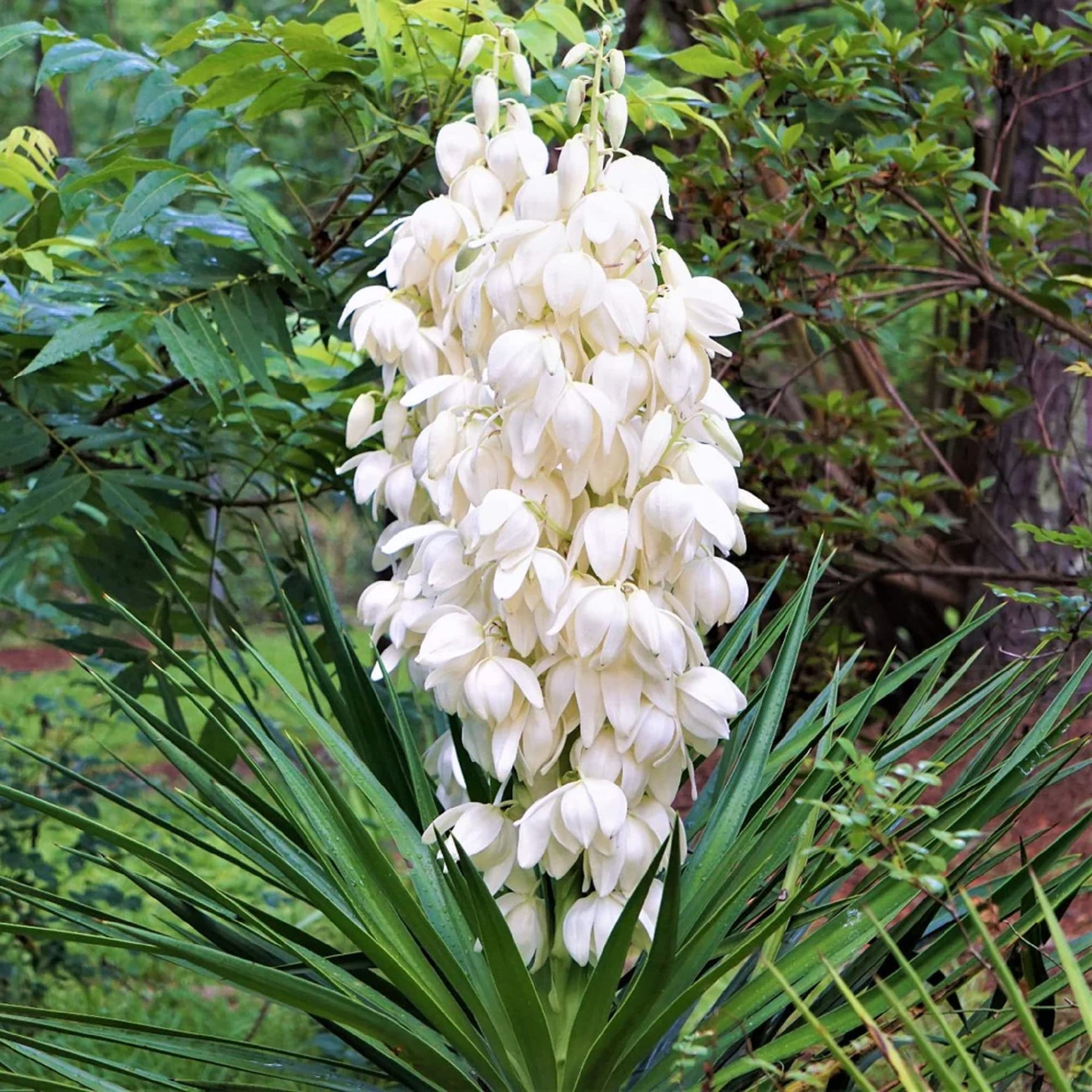 Heirloom Non-GMO White Yucca Filamentosa Plant Seeds for Drought-Tolerant Landscape Garden Planting for planting in home garden
