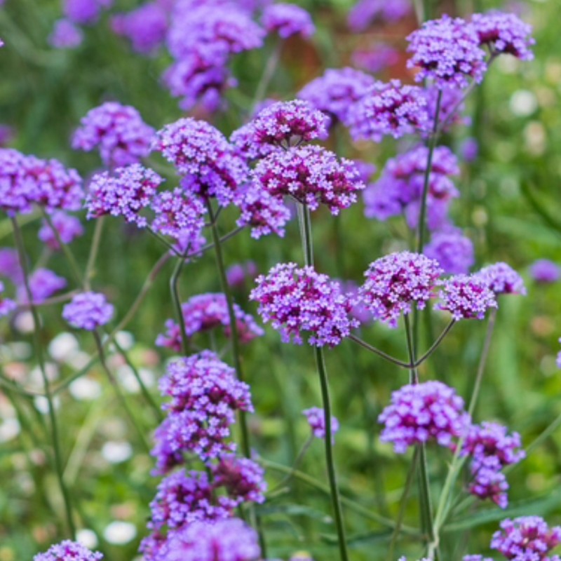 Verbena Flower Seeds for Planting - 100 for planting in home garden