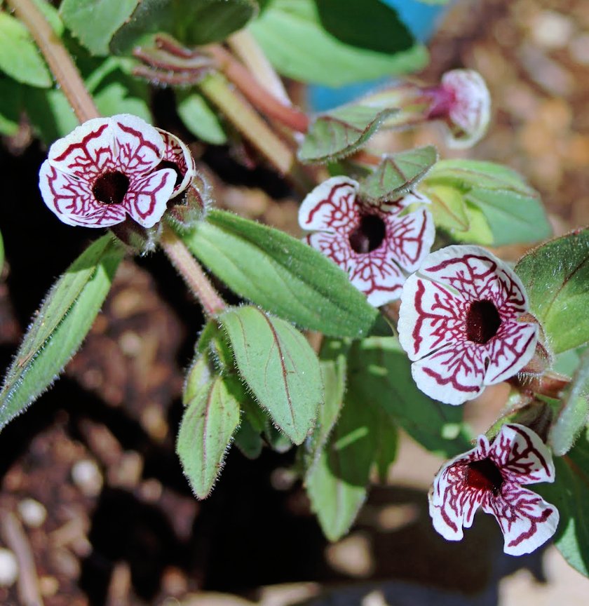 Mimulus Pictus Flower Seeds for planting in home garden
