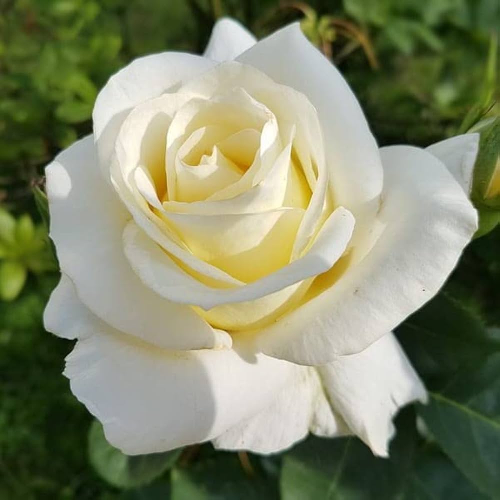 Heirloom Non-GMO White Rose Seeds for Garden Planting for planting in home garden