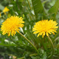 Heirloom Non-GMO Taraxacum Flower Seeds for Garden Planting for planting in home garden