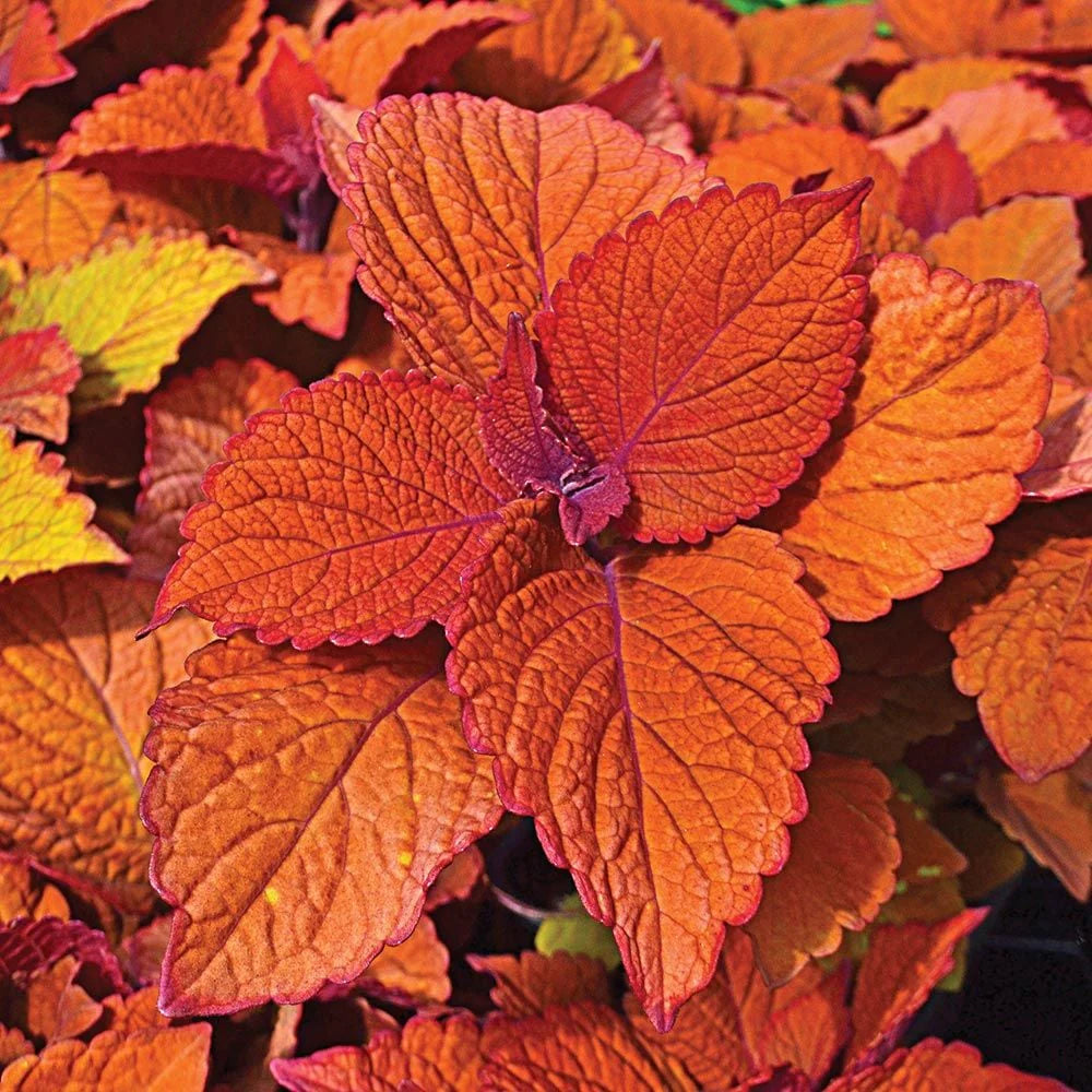 Heirloom Non-GMO Deep Orange Coleus Plant Seeds for Garden Planting for planting in home garden