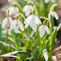 Organic White Galanthus Flower Seeds for Planting for planting in home garden