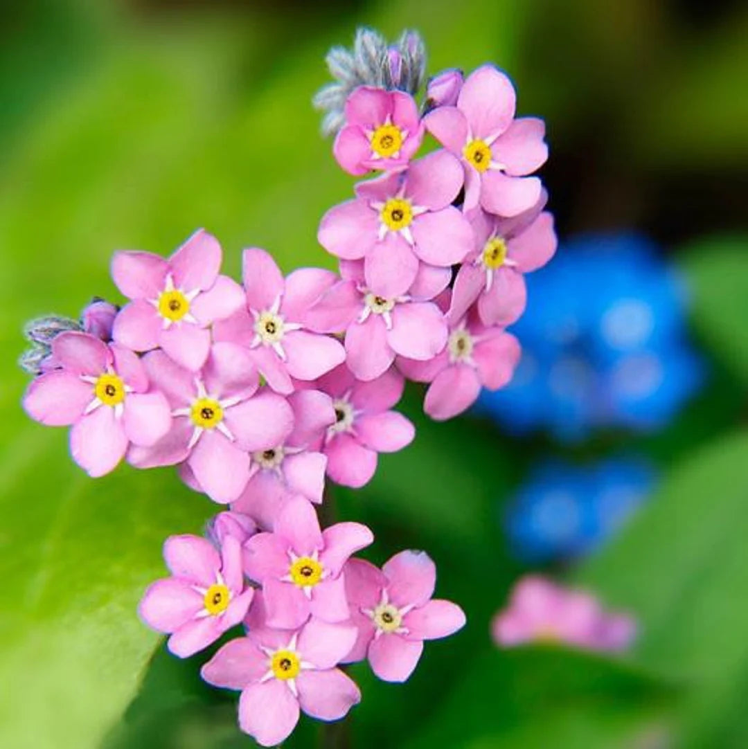 Heirloom Non-GMO Pink Myosotis Sylvatica Flower Seeds for Charming Cottage Garden Planting for planting in home garden