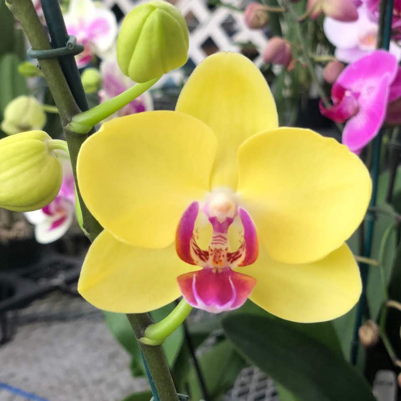 Orchid Phalaenopsis Flower Seeds, Heirloom, Non-GMO Elegant Tropical Blooms for Indoor Planting - Phalaenopsis for planting in home garden