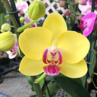 Orchid Phalaenopsis Flower Seeds, Heirloom, Non-GMO Elegant Tropical Blooms for Indoor Planting - Phalaenopsis for planting in home garden