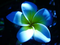 Sky Blue Frangipani Flower Seeds for planting in home garden