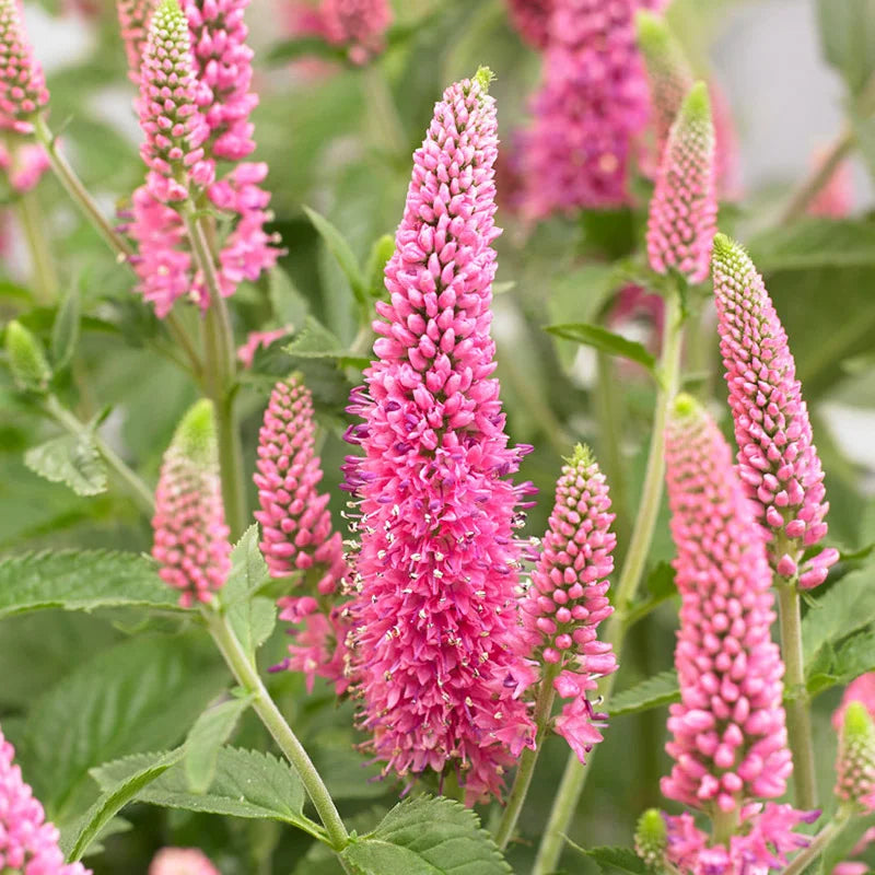 Heirloom Pink Veronica Flower Seeds, Non-GMO Spiked Blooms for Pollinator-Friendly Garden Planting for planting in home garden