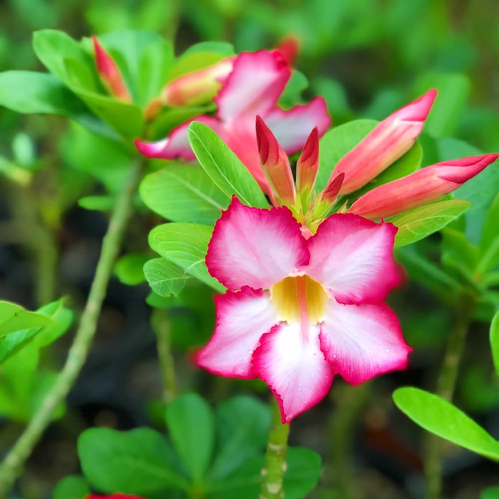 Adenium Flower Seeds for Planting - 100 for planting in home garden