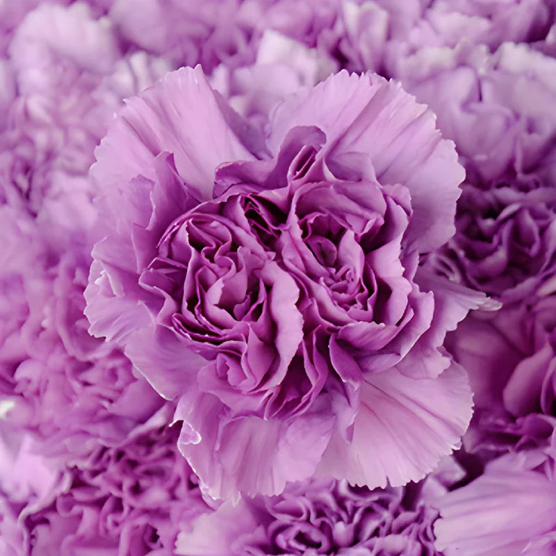 Heirloom Lavender Carnation Flower Seeds, Non-GMO Fragrant Blooms for Planting for planting in home garden