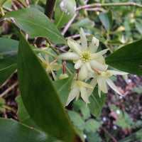 Heirloom Non-GMO Illicium Verum Plant Seeds for planting in home garden