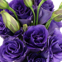 Purple Lisianthus Flower Seeds for Planting - Heirloom, NON-GMO Seeds - Beautiful Garden Blooms for planting in home garden