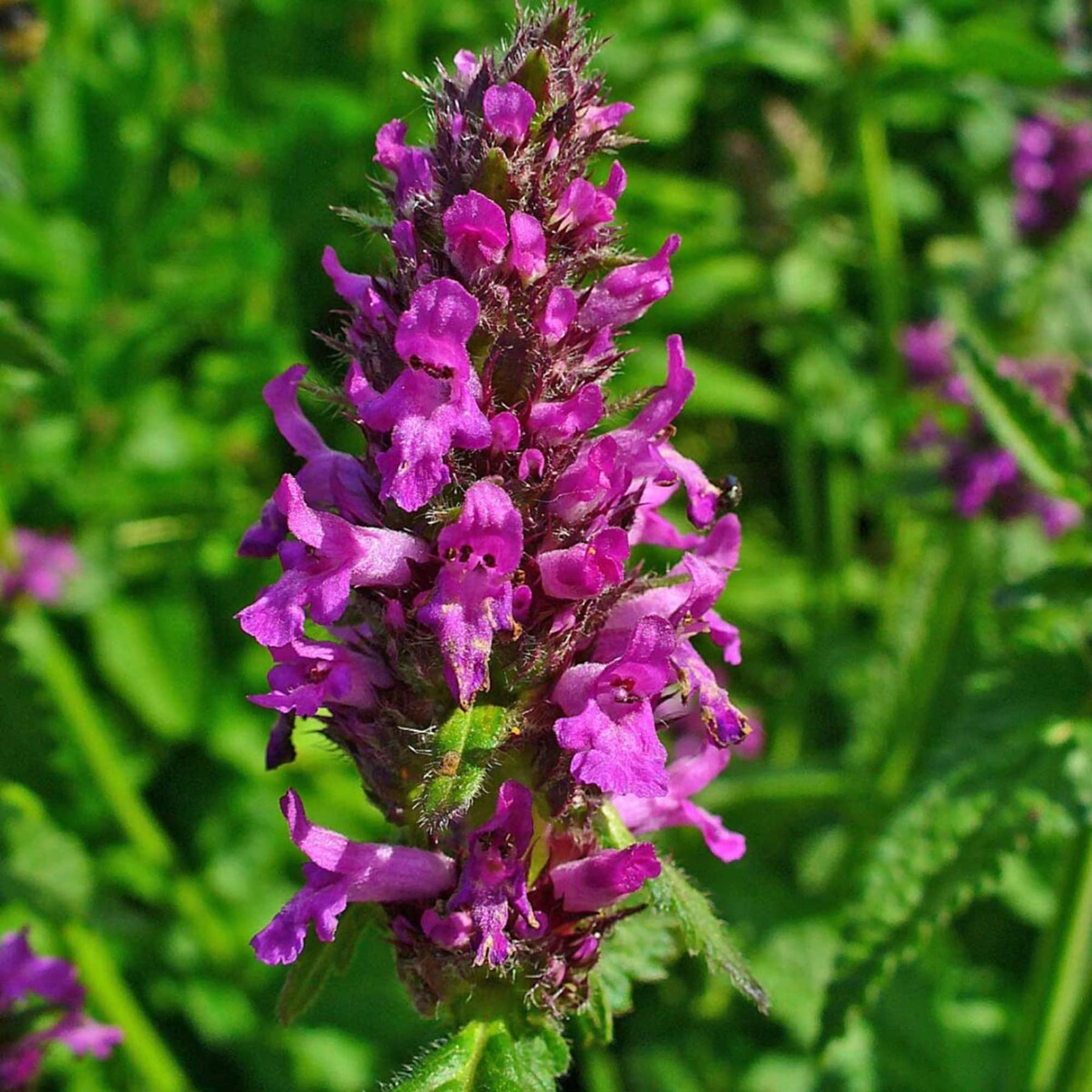 Stachys Officinalis Flower Seeds for planting in home garden