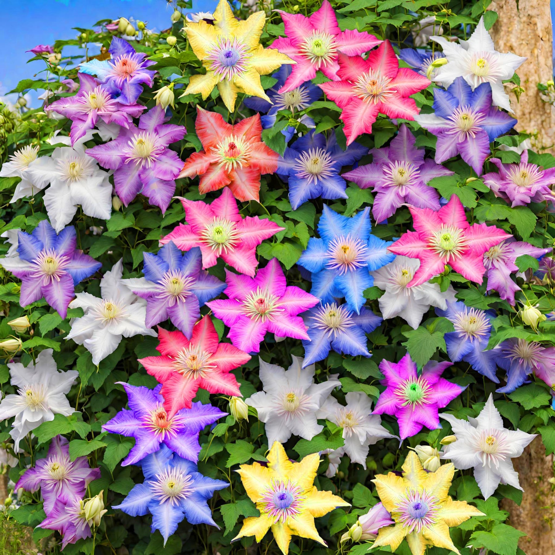 Heirloom Non-GMO Mixed Clematis Flower Seeds for Garden Planting for planting in home garden