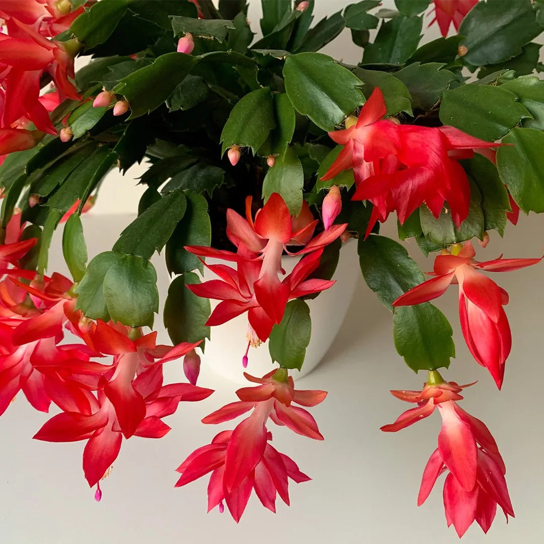 Red Schlumbergera Flower Seeds for Planting for planting in home garden