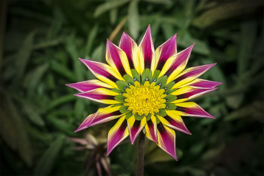 Pink Yellow Gazania Flower Seeds for planting in home garden