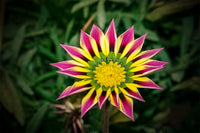 Pink Yellow Gazania Flower Seeds for planting in home garden