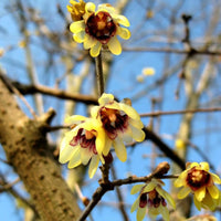 Chimonanthus Wintersweet Flower Seeds for planting in home garden
