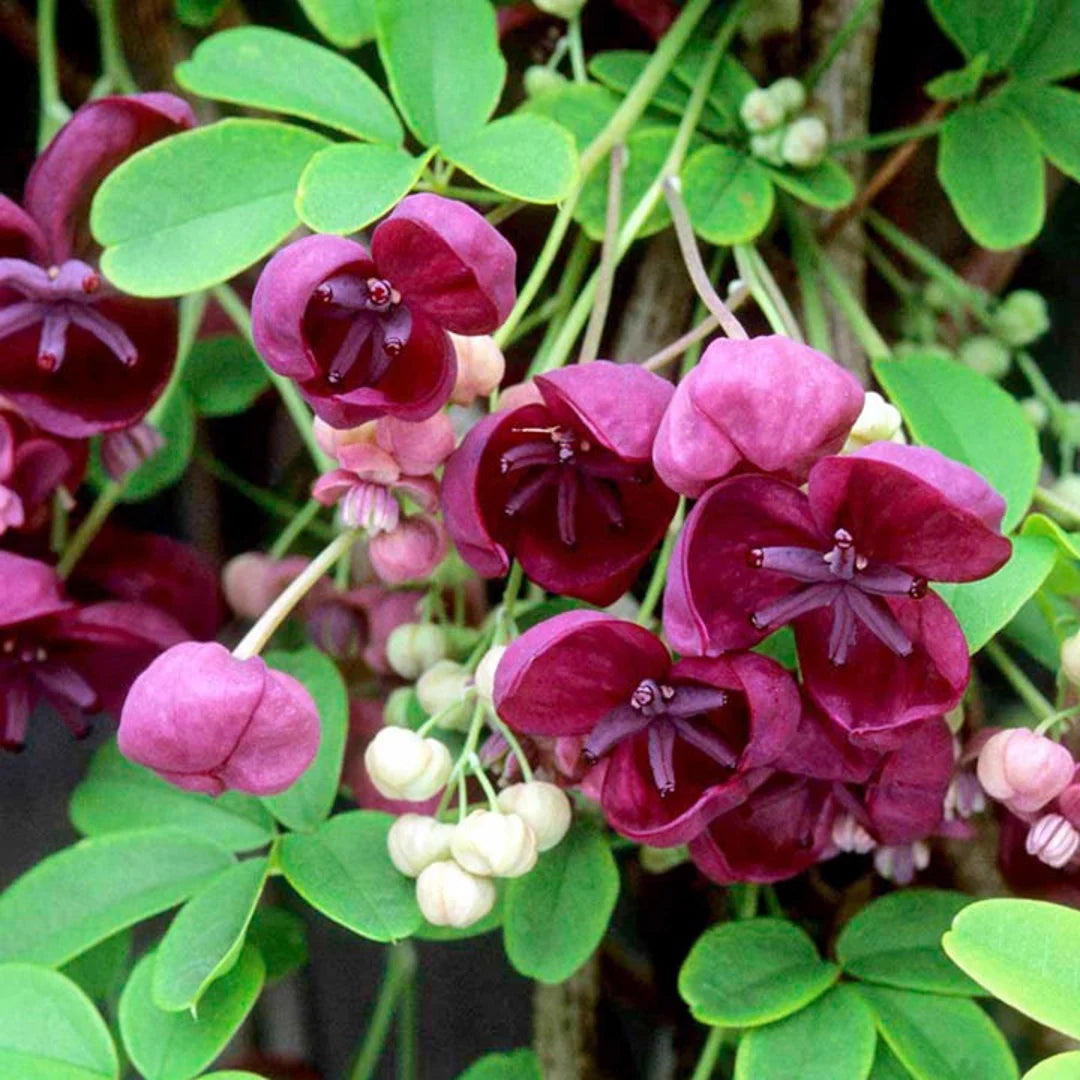 Akebia Flower Seeds for Planting, Heirloom, Non-GMO, 100 for planting in home garden