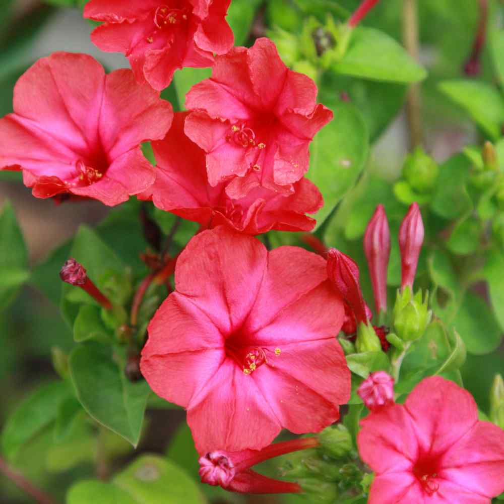 Heirloom Non-GMO Red Mirabilis Scarlet Flower Seeds for Evening Blooming Garden Planting for planting in home garden