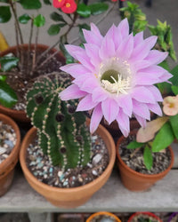 Heirloom Non-GMO Pink Echinopsis Tubiflora Flower Seeds for Garden Planting for planting in home garden