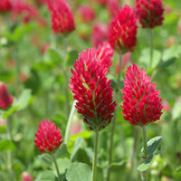 Organic Red Trifolium Incarnatum Flower Seeds for Planting - heirloom & Non-GMO Seeds for planting in home garden