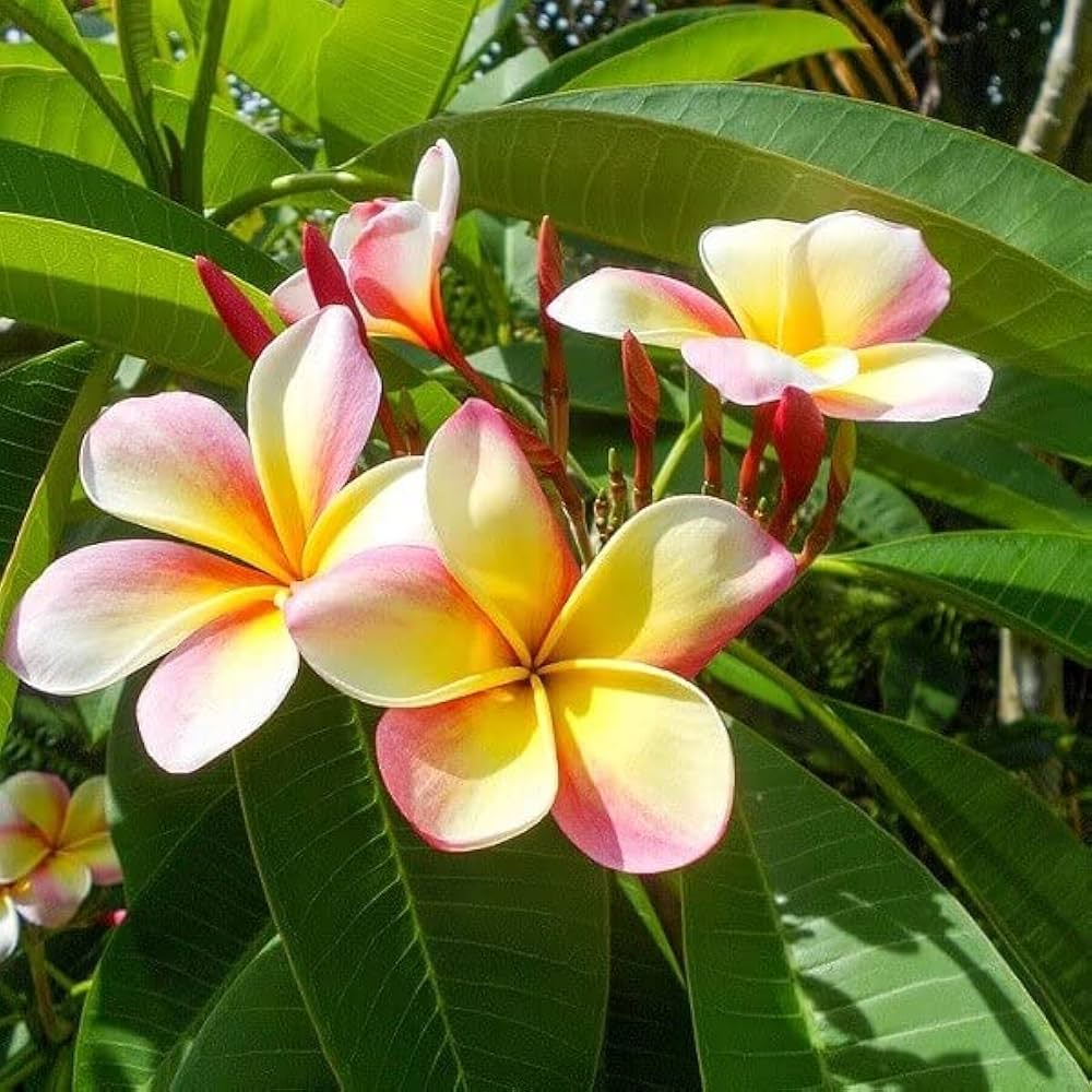 Pink Yellow Mix Frangipani Flower Seeds for planting in home garden