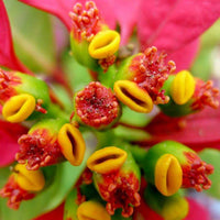 Non-GMO (Non-GMO scientific name) for planting in garden