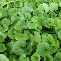 Dichondra Plant Seeds for planting in home garden