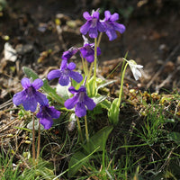 Heirloom Non-GMO Blue Butterwort Flower Seeds for Garden Planting for planting in home garden