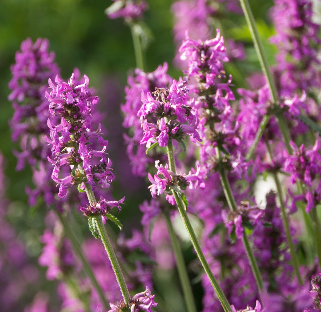 Heirloom Betony Flower Seeds, Non-GMO Spiked Medicinal Blooms for Pollinator-Friendly Garden Planting for planting in home garden