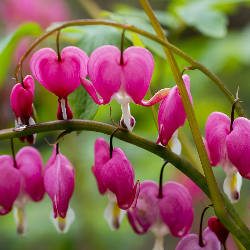 Heirloom Non-GMO Bleeding Heart Flower Seeds for Romantic Garden Borders and Unique Bloom Displays for planting in home garden