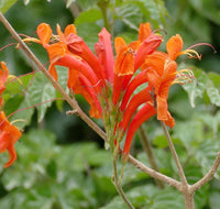 Heirloom Orange Cape Honeysuckle Flower Seeds, Non-GMO Vibrant Blooms for Planting for planting in home garden