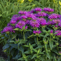 Beebalm (Beebalm scientific name) for planting in garden