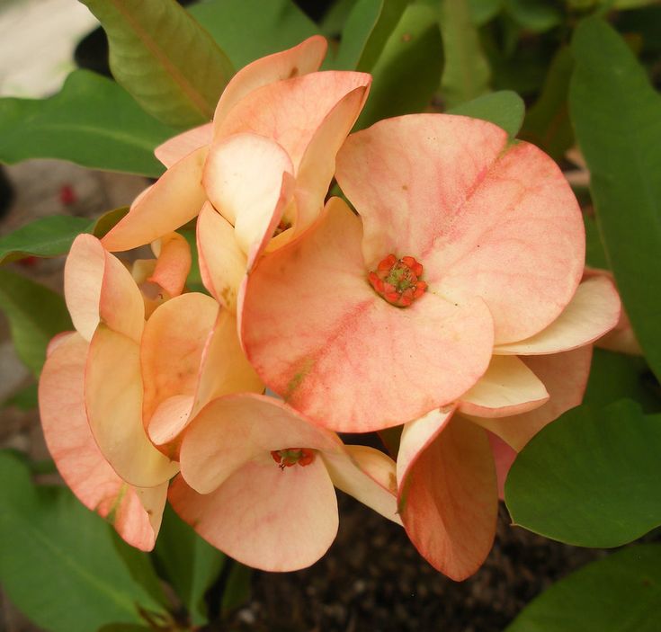 Heirloom Pale Pink Euphorbia Milii Flower Seeds for Planting, Non-GMO for planting in home garden