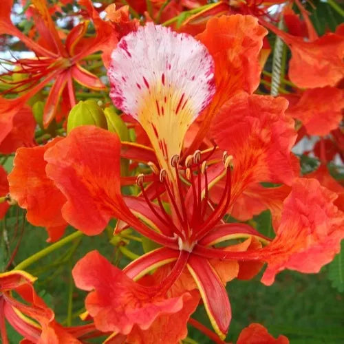 Flamboyant (Flamboyant scientific name) for planting in garden