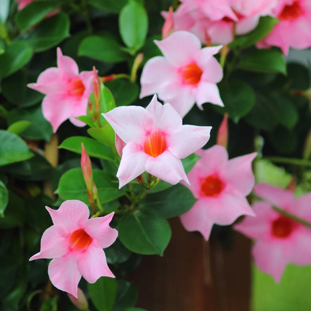 Heirloom Non-GMO Sanderi Flower Seeds for planting in home garden