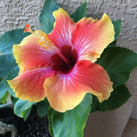 Hibiscus Flower Seeds for Planting for planting in home garden