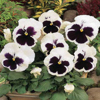 White Black Pansy Seeds for Planting | Heirloom, Non-GMO, Organic Flower Seeds for planting in home garden